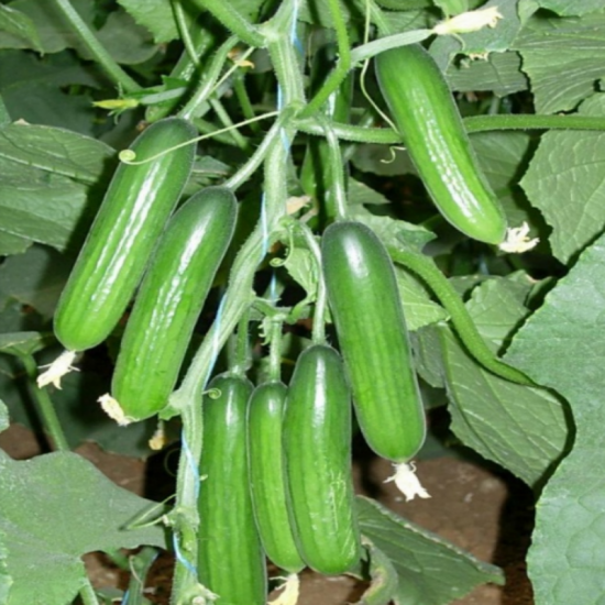 Hıyar Fidesi F1 Sırık (RİTA)